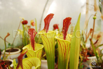 Sarracenia Lidless