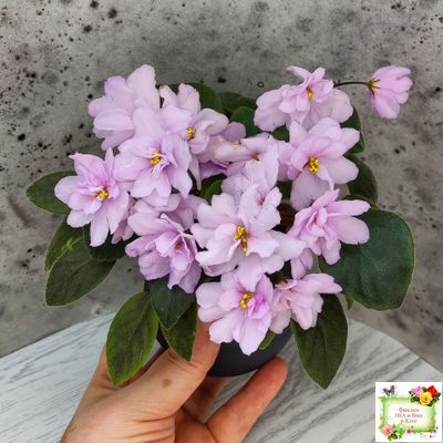 ЛЕ-Розовый Вальс (Е. Лебецкая) 2018 г. трейлер (пасынок сорт посажен 20.10.25)