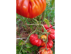 Томат Гигант Фарина (Gigante Farina, Италия)