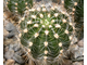 Echinopsis ‘Doris’ x ‘Bum 80-6’ Wessner (D=30mm, Н=50mm)