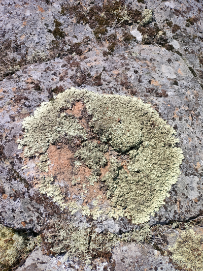 Пешая прогулка "Щельга: ледниковое прошлое Заонежья"