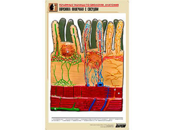 Рельефная таблица "Почка. Макро-микростроение" (формат А1, матовое ламинир.)