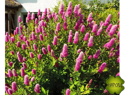 СПИРЕЯ "БИЛЛАРДА" (очень долгое цветение, хорошая изгородь)