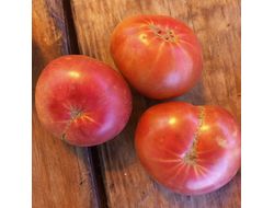 Томат Гном Мгла Винса (Dwarf Vince’s Haze)