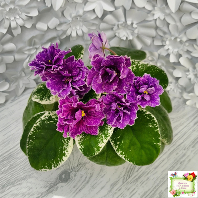 SV-Космические Ежи (С. Суворова) 2021 г.