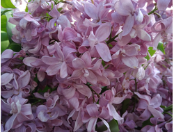 Богдан Хмельницкий