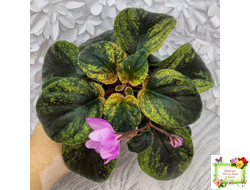 Pink Tulip Gold (японская селекция)