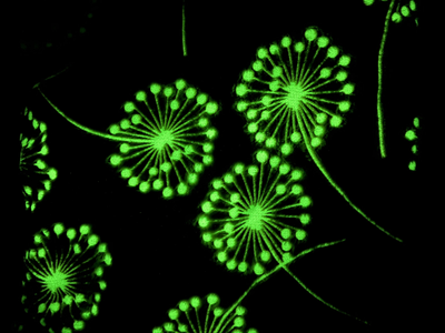 Плед с рукавами "Цветы" светящийся из микрофибры (велсофта)