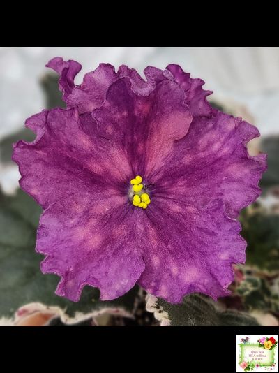 ВаТ-Калейдоскоп (Т. Валькова) 2015 г.