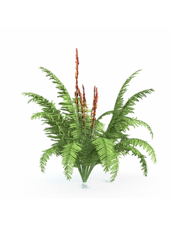 папоротники Папоротник cinnamon fern 07