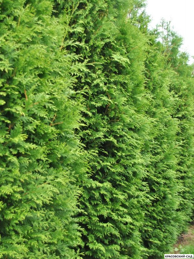Туя Кинг Брабант 5 метров