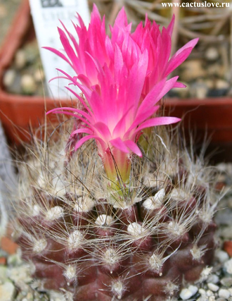 Neoporteria villosa - 5 семян