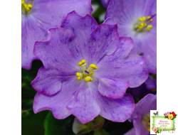 АВ-Девочка с Севера (Фиалковод) 2021 г.