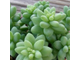 Sedum Burrito