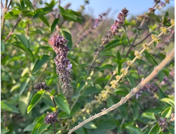 Базилик сладкий, линалоольный (Ocimum basilicum CT Linalool) Индия, 5 мл - 100% натуральное эфирное масло