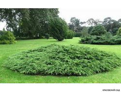 Микробиота перекрестнопарная Люкас - Microbiota Lucas