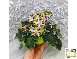 Лесной Царь (Кузина, Артемова) 2009 г. химера (стартер сорт)