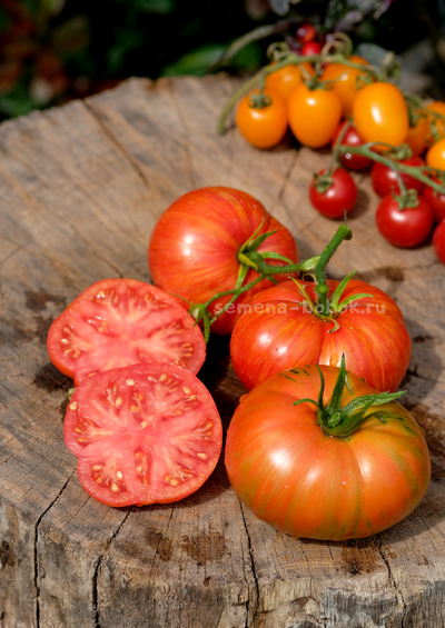 Томат Брендивайн Полосатый (Brendywine Striped), 10 шт