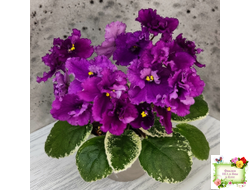 ЛЕ-Адреналин (Е. Лебецкая) 2020 г.