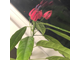 Павония /Pavonia multiflora