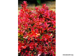 Барбарис Тунберга Руби Стар - фото в саду - красовский-сад.рф