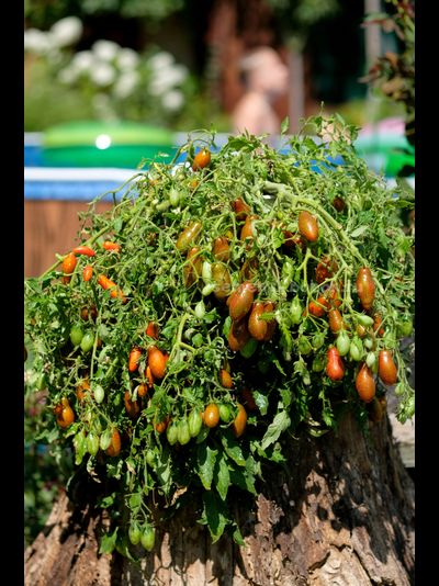 Томат Оливетта полосатая (Olivette Striée), 10 шт