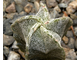 Astrophytum myriostigma v.tamaulipense X MY v.strongylogonum (D=20mm H=30-40mm)