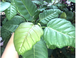 Ficus Nimfaefolia / фикус нимфаэфолия