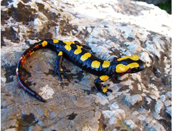 Североафриканская саламандра(Salamandra algira)