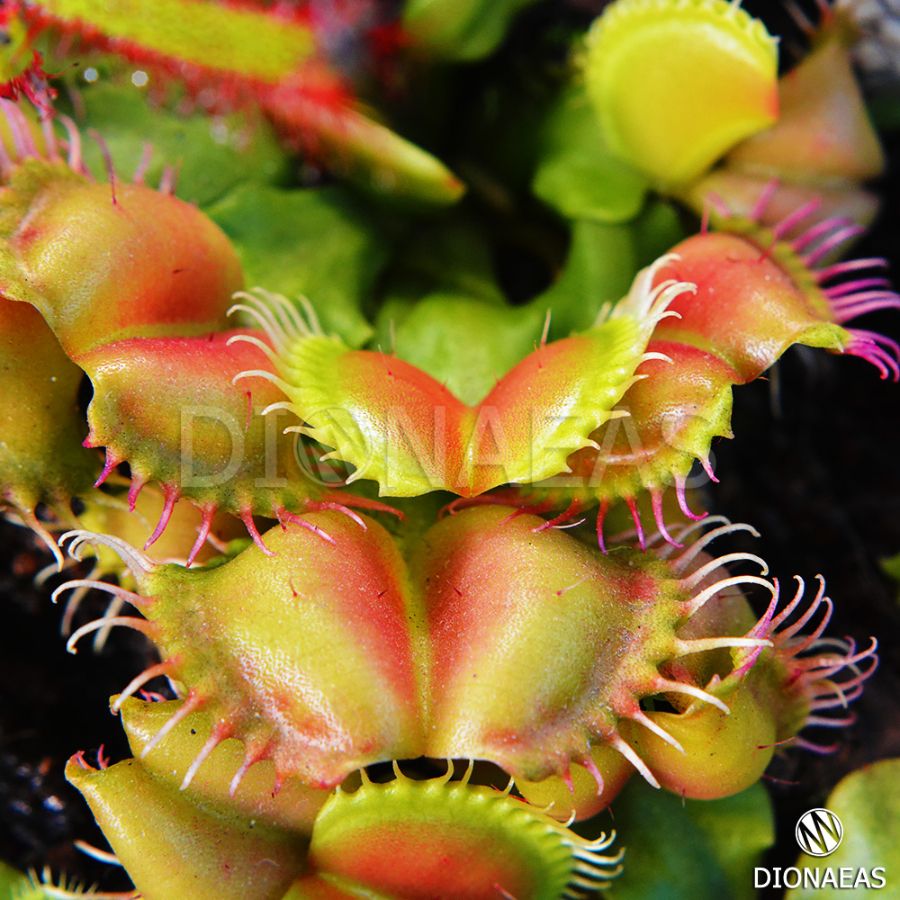 Dionaea Muscipula private collection "DIONAEAS" International Delivery