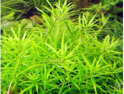 Middle Green погостемон