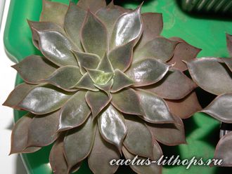 Echeveria Mensa (3 листочка)