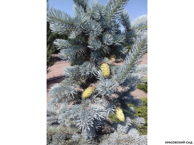 Ель Ольденбург - Oldenburg