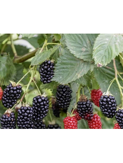 Ежевика АРАПАХО , ЗКС