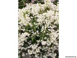 Дейция гибридная Юки Сноуфлейк фото в саду красовский-сад.рф