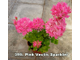 Пеларгония Pink Vectis Sparkler
