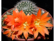 Rebutia pygmaea form-news