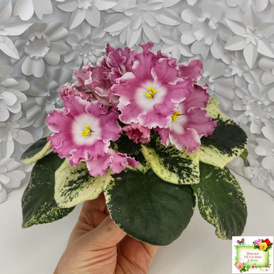 НД-Морковка (Н. Данилова-Суворова) 2021 г. (лист посажен 26.02.26)