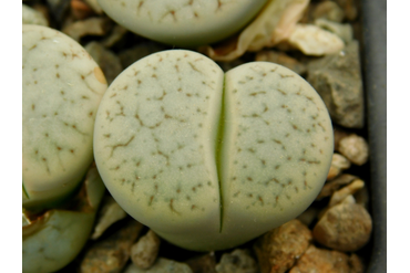 Lithops pseudotruncatella ssp.archerae С306 (MG)