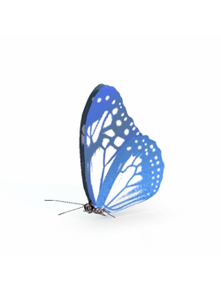 насекомые Бабочка 2