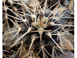 Gymnocalycium marsoneri ssp.new VG-1329 (D=18-20mm)