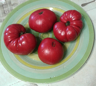 Семена томата Тетушка Лу подземная железная дорога