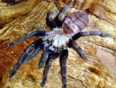 Chilobrachys fimbriatus