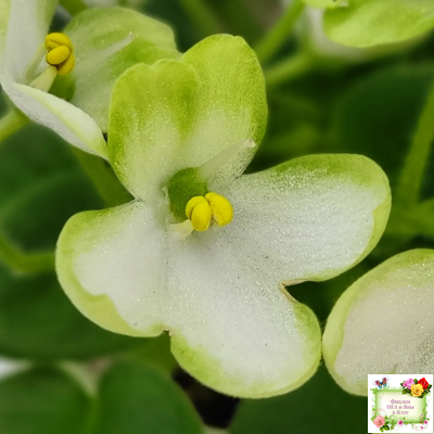 Mac's Misty Meadow (G.McDonald)