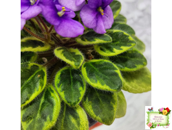 Rob's Lucky Charm (R.Robinson) 11/21/2003 (9293) листовая химера (стартер сорт)