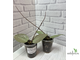 25/07/2025 Hoya Acuta silver