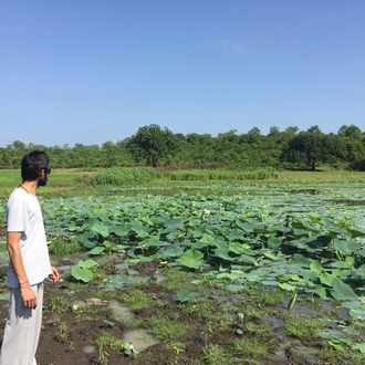 Лотос розовый / орехоносный (Nelumbo nucifera) абсолю 1 г