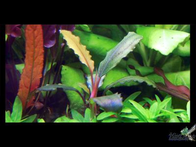 Bucephalandra green wavy