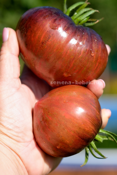 Томат Салют Виктории, 10 шт
