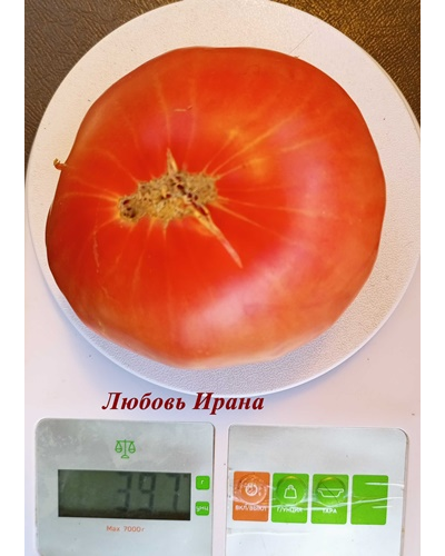 Томат Любовь Ирана